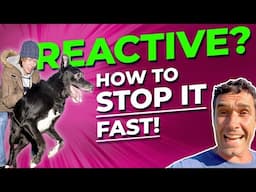 How To Stop Dog Reactivity: Actionable Tips From Master Trainer, Doggy Dan