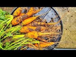 Harvesting my European Carrots 🥕!