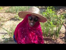 GROWING YOUR OWN FOOD | HARGEISA SOMALILAND 2024