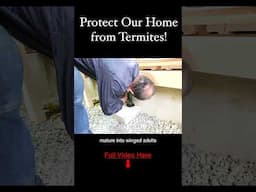 Protect Our Home from Termites!