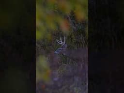 Solid 8 point whitetail buck comes out of the creek