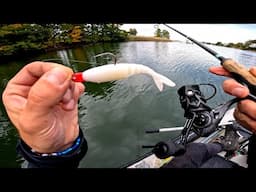 The Zako Fishing Lure. Top Fall Striped Bass Lure