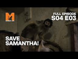 The Race To Save Samantha | Season 4 Episode 3 | Full Episode | Monkey Life