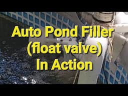 Automatic Pond Refiller (Float Valve) In Action