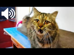 FEMALE CAT IN HEAT CALLS FOR MATE - PRANKING YOUR PET LIKE CRAZY!