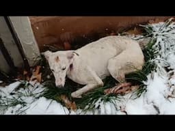 It was -9 °C, she lay curled up on the side of the road after the accident with one leg paralyzed