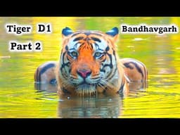 Tiger D1 of Bandhavgarh | Part 2 | बजरंग के जितना बड़ा हो गया है ये टाइगर Tiger