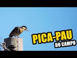 🔴 VOCALIZAÇÃO DO PICA-PAU-DO-CAMPO ♫