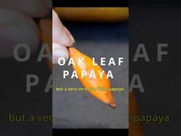 Oak leaf papaya - The fun-size papaya