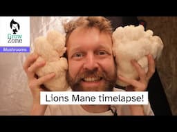 Lions Mane mushroom growing timelapse with crackling sound