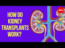 How do kidney transplants work? - Alexander H. Toledo