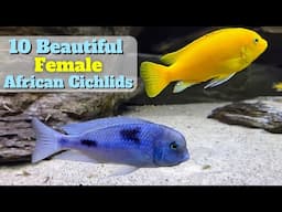 10 FEMALE African Cichlids just as beautiful as the males