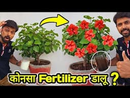 Use 3 Magical Fertilizer For Plants | Best Natural fertilizer for any plant