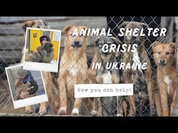 Crisis for animal shelters in Ukraine! How you can help.