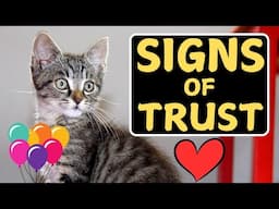 Does Your Cat Trust You? (SIGNS TO KNOW!)