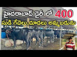 హైదరాబాద్ డైరీ లో 400 సుడి గేదెలు , దూడలు అమ్మబడును | Pregnant and Milking Buffaloes