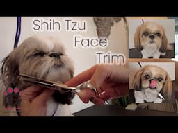 Cutest Shih Tzu EVER gets groomed!Watch Coco Puff get pampered in our much-awaited Shih Tzu special!