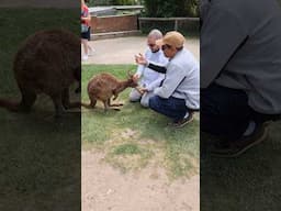 #kangaroo #Australia #Ballarat #wildlife park