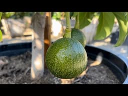 Best Time of Year to Plant Avocado Trees