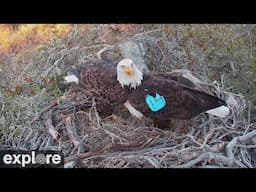 Fraser Point Bald Eagles | Highlights