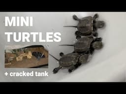 REPTILE EXPO #5 | MY DOGS BROKE THE TANK!!!