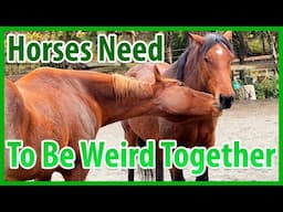 Vital Horse Conflict And Resolution Happens At Playtime