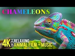 Mystic Chameleons | 4K HDR Close-Up Shots of Exotic Reptiles - Relaxing Animal Film with Music