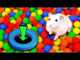 🌈🐹 Hamster Escape: Hamster Cute Pets Maze Best Challenge 😱 #hamsterescape #mazediytraps