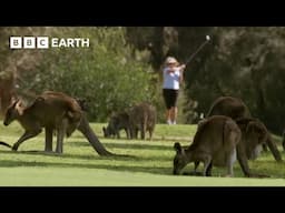 Kangaroos Take Over Australian Golf Course | How Nature Works | BBC Earth Kids