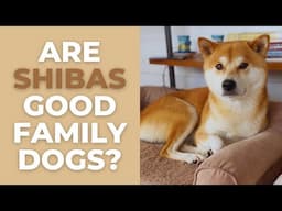 Are Shiba Inus Good Family Dogs? 10 Advantages and Disadvantages of a Shiba as a Family Pet