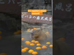 Capybara Onsen ♨️♨️♨️