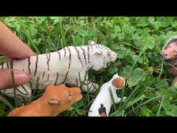 A Tiger Story |Part 11| Schleich