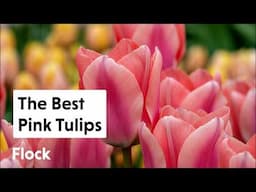 PINK, SALMON, CORAL, & COPPERY-Colored TULIPS — Ep. 282