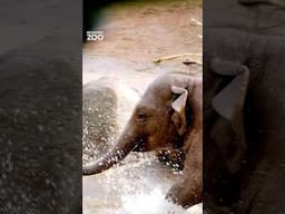 Elephant herd enjoying the spring rain at Melbourne Zoo!  #melbournezoo #zoo #elephant