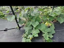 End of August Garden Tour,  a Quick Tomato Harvesting Tip, and Cucumber Update