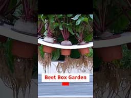 Beet Box Garden? #gardening #hydroponics #garden #beetroot #gardeninspiration #gardeningtips