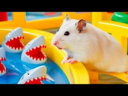 😱 Hamster Escape Maze - Hamster Cute pets Maze #hamsterescape #mazediytraps #453