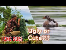 UGLY OR CUTE?!? | A Morning with Little Grebe Chicks | Wild Birds of the Philippines