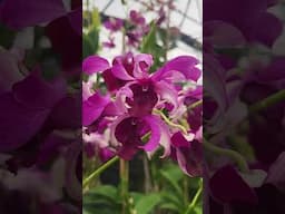 Dendrobiums at Palmer orchids. www.palmerorchids.com #justonemoreorchid