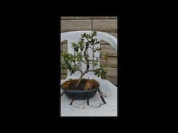 Azalea Bonsai Experiment - Measuring Precise Nutrient Levels