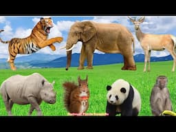 Features of Wild Animals: Elephant, Tiger, Panda, Squirrel, Rhinoceros, Monkey - Animal Videos