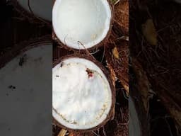 #viral Coconut Flower #thanga poo healthy rare food coconut embryo #shorts #youtubeshorts #trending