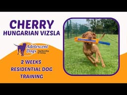 Cherry the Hungarian Vizsla Puppy | 2 Weeks Residential Dog Training