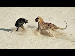 It's rarely seen! Crazy battles of animals in the wild.