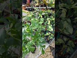 Aroid Greenhouse Tour inside Perfect Choice Nursery pt 3