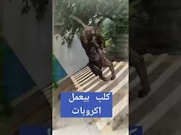 كلب بيتبول بيعمل اكروبات وبيمشي على أيده