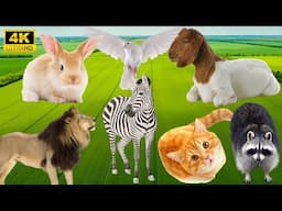 4K Wild Animal Sounds: Rabbit, Goat, Lion, Zebra, Cat - Adorable Animal Moments