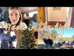 Decorating for Christmas | Prepping for Friendsgiving | Home Updates | Buying a 12ft Christmas Tree