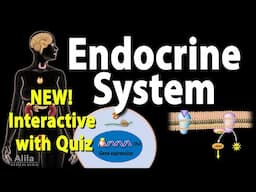 NEW: INTERACTIVE with Quiz: Endocrine System Overview, Animation