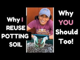 How To SAVE & Reuse Potting Soil ♻️ Recycle Potting Mix Q&A